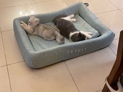 -东方名猫馆·英短金渐层布偶猫舍(环线广场1号楼店)