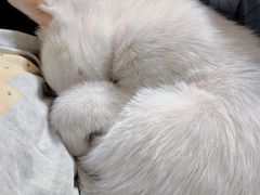 -佳雯宠物医院(四明中路分院)