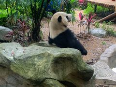 -深圳野生动物园