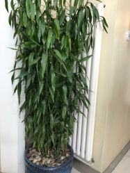 -卡尔诗·科技美肤连锁