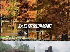 -池杉湖湿地公园