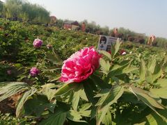 -曹州百花园