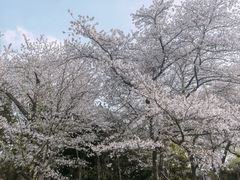 -嘉定紫藤园
