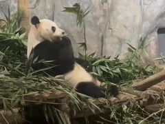 -深圳野生动物园