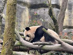 -都江堰中华大熊猫苑