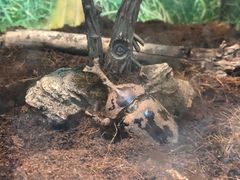 -上海大自然野生昆虫馆(东方明珠·爬宠昆虫探索中心)