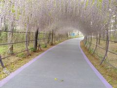 -大塘金香草谷