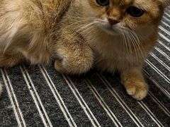 -飞行喵MR PILOT|猫舍·猫咖(静安大融城店)