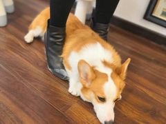 -柯斗斗主题餐厅·狗咖·围炉煮茶·茶饮(国瑞升平里店)