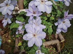 -上海鲜花港