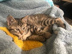 -高德24h动物医院