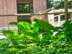 -深圳东部华侨城茵特拉根酒店