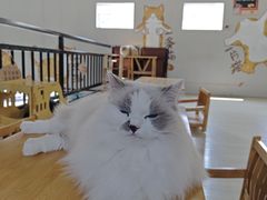 -豆逗聊愈猫阁Easy Life