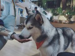 -Husky Go! 哈士奇体验馆·宠物咖啡厅狗咖