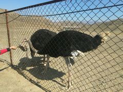 -新疆天山野生动物园