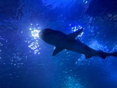 -太平洋海底世界