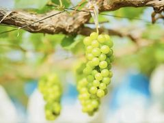 -海堤葡萄园中小学生研学基地