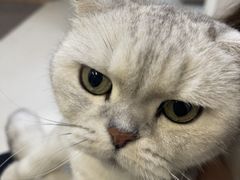 -爱妮康宠物医院·干细胞免疫细胞·肿瘤·心脏(张江店)