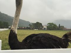 -瑞穗牧场