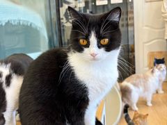 -有喵·猫咖·狗咖·30几只猫10只小狗(岗厦店)