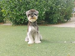 -宠物寄养训练学校