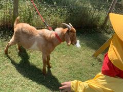 -前小桔亲子创意农场·草莓采摘·露营烧烤