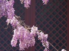 -北京国子监胡同
