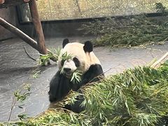 -上海野生动物园老虎餐厅