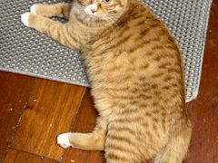-中农国际动物医院24小时·猫科·骨科·急重症中心