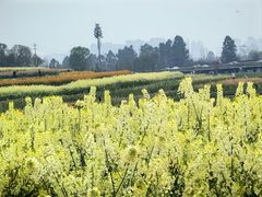 -三圣花乡旅游区