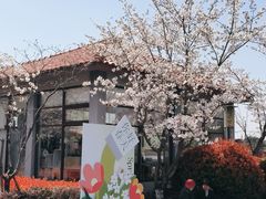 -高东镇樱花园