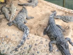 -石家庄市动物园