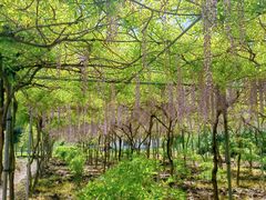 -广富林郊野公园
