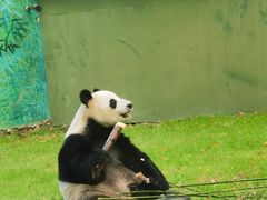-上海野生动物园