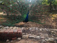 -丽泽山庄·生态怀柔菜·虹鳟鱼(红螺寺店)