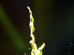 -珠海横琴长隆《卡卡虎奇遇记》