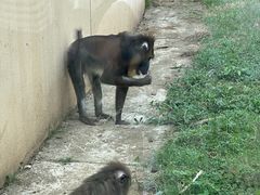-合肥野生动物园