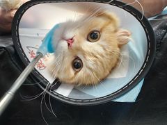 -博特宠物医院24h犬猫全科.骨科·异宠