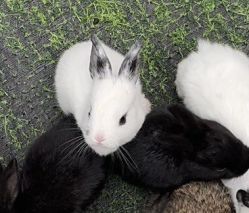 -萌宠亲子动物乐园(槐房万达店)