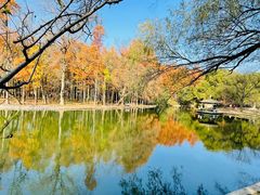 -上海共青森林公园