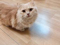 -唐小姐の私宠·宠物洗护美容·撸猫馆·购宠(周浦万达旗舰店)