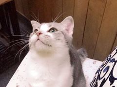 -猫色咖啡·猫咖