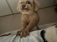 -西安京西宠物医院·瘫痪·疑难杂症