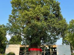 -养云安缦吧THE BAR