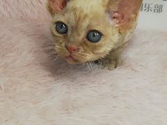 -十年猫舍·猫咪专门店(普陀店)