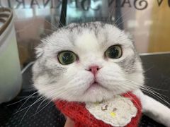 -车接车送·寄养洗护·德文猫舍(大宁店)