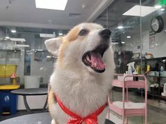 -宠物家(双井店)