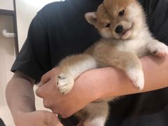 -逗柴咖啡屋·狗咖猫咖宠物桌游