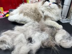 -唐小姐の猫狗洗护·购宠旗舰店(周浦万达店)