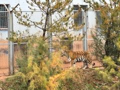 -青藏高原野生动物园